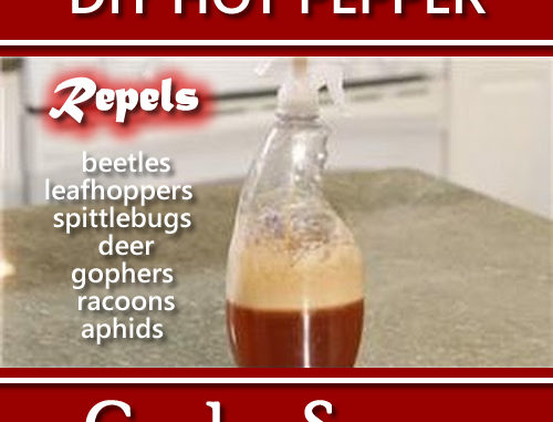 DIY Hot Pepper Garden Spray