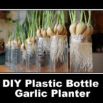 DIY Plastic Bottle Garlic Planter