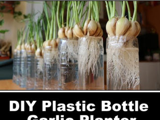 DIY Plastic Bottle Garlic Planter