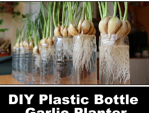 DIY Plastic Bottle Garlic Planter