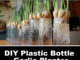DIY Plastic Bottle Garlic Planter