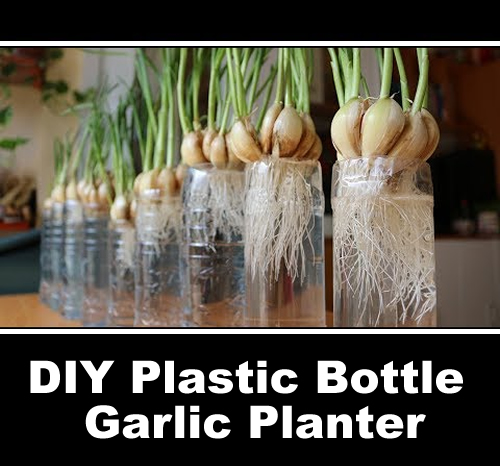 DIY Plastic Bottle Garlic Planter
