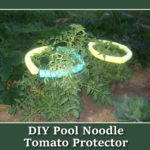 DIY Pool Noodle Tomato Protectors