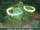 DIY Pool Noodle Tomato Protectors