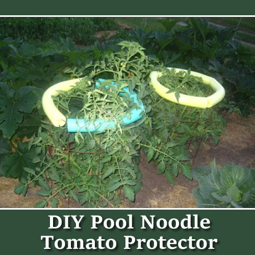 DIY Pool Noodle Tomato Protectors