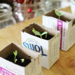 DIY Toothpaste Box Seed Starters