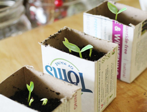 DIY Toothpaste Box Seed Starters