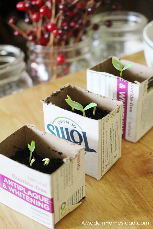 DIY Toothpaste Box Seed Starters