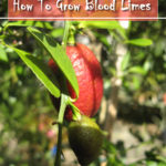 How To Grow Blood Limes
