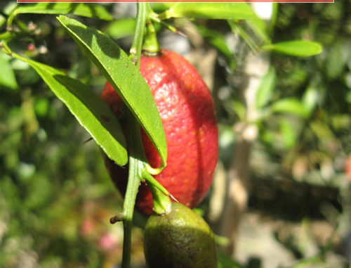 How To Grow Blood Limes