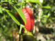 How To Grow Blood Limes