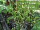 How To Grow Chickpeas