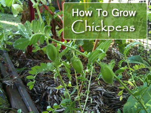 How To Grow Chickpeas