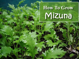 How To Grow Mizuna