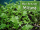How To Grow Mizuna