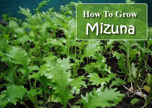 How To Grow Mizuna