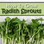 How To Grow Radish Sprouts