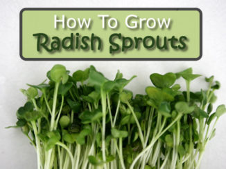 How To Grow Radish Sprouts