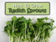 How To Grow Radish Sprouts