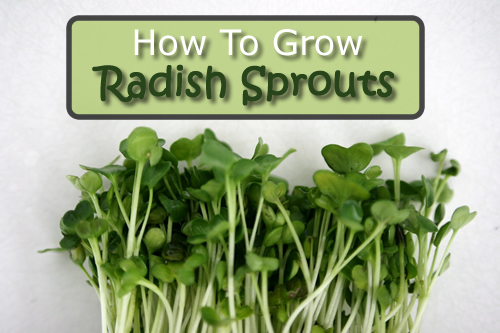 How To Grow Radish Sprouts