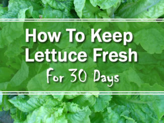How To Keep Lettuce Fresh For 30 Days