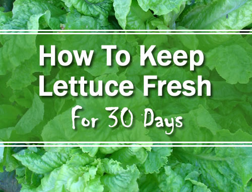 How To Keep Lettuce Fresh For 30 Days