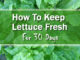 How To Keep Lettuce Fresh For 30 Days