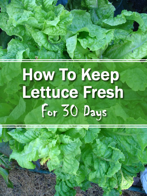 How To Keep Lettuce Fresh For 30 Days