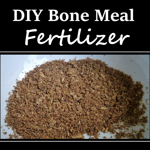 DIY Bone Meal Fertilizer