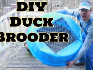 DIY Kiddie Pool Duck Brooder