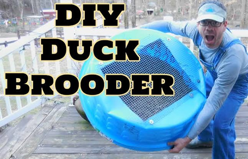 DIY Kiddie Pool Duck Brooder