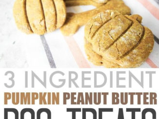 Homemade Pumpkin Peanut Butter Dog Treats