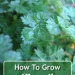 How To Grow Chervil