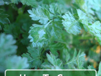 How To Grow Chervil