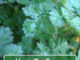 How To Grow Chervil