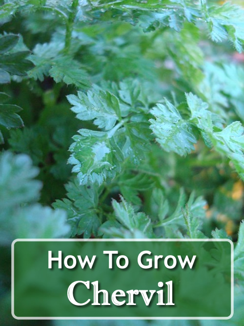 How To Grow Chervil