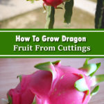 How To Grow Dragon Fruit From Cuttings