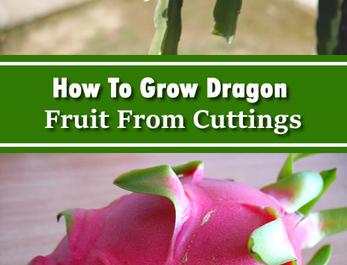 How To Grow Dragon Fruit From Cuttings