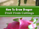 How To Grow Dragon Fruit From Cuttings