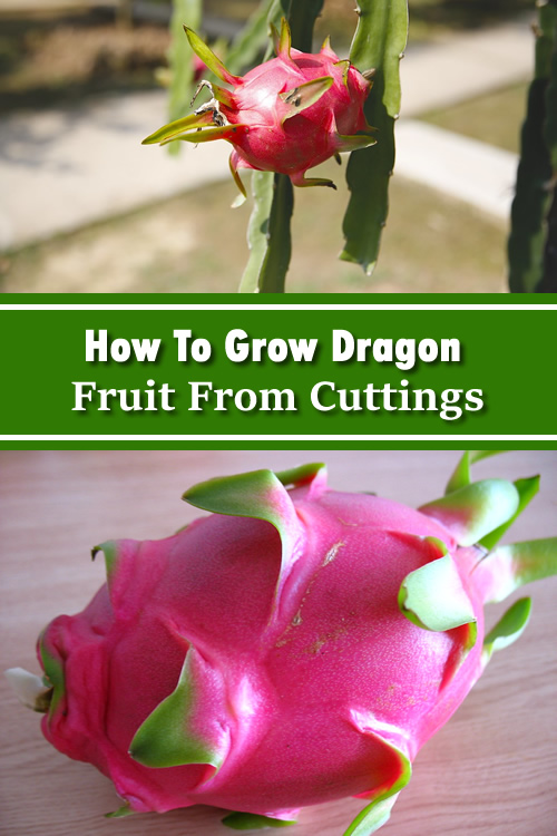 How To Grow Dragon Fruit From Cuttings