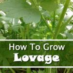 How To Grow Lovage