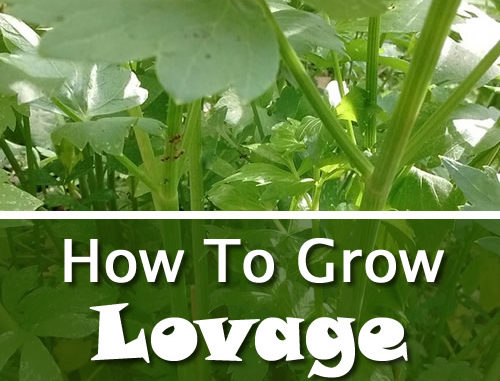 How To Grow Lovage