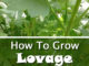 How To Grow Lovage