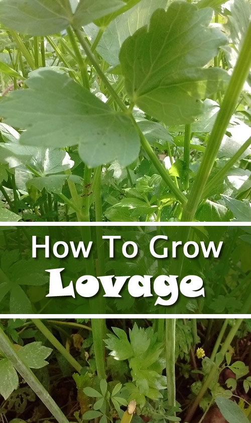 How To Grow Lovage