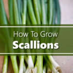 How To Grow Scallions