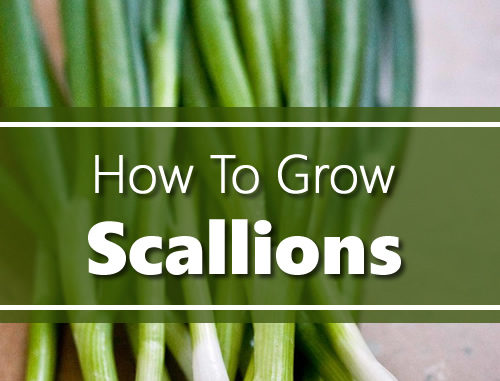 How To Grow Scallions