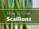 How To Grow Scallions