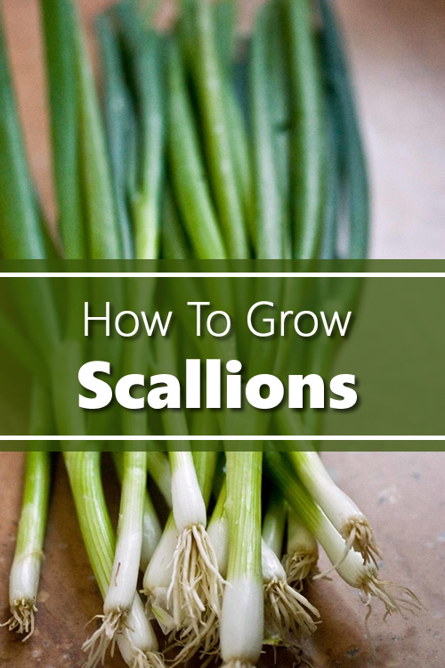 How To Grow Scallions