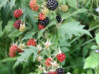 How To Prune Blackberries