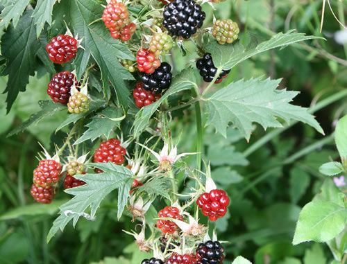 How To Prune Blackberries